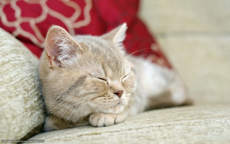 Sleeping cat on a couch
