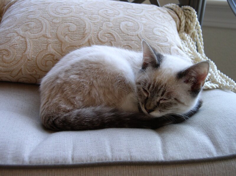 Sleeping cat on a cushion