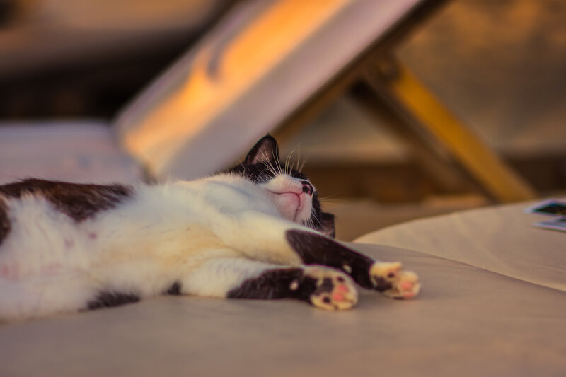 Sleeping cat on a lounge chair