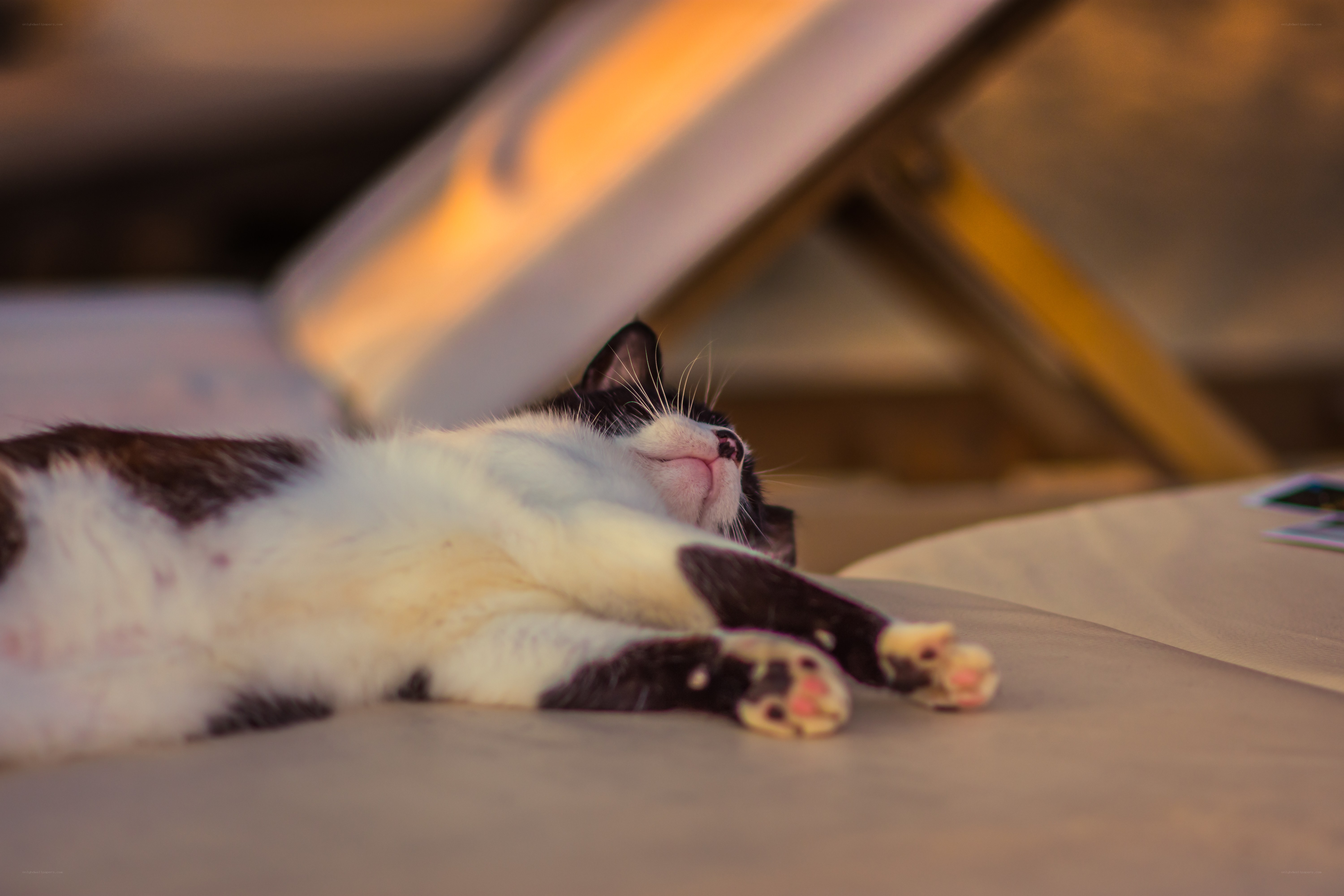 Sleeping cat on a lounge chair