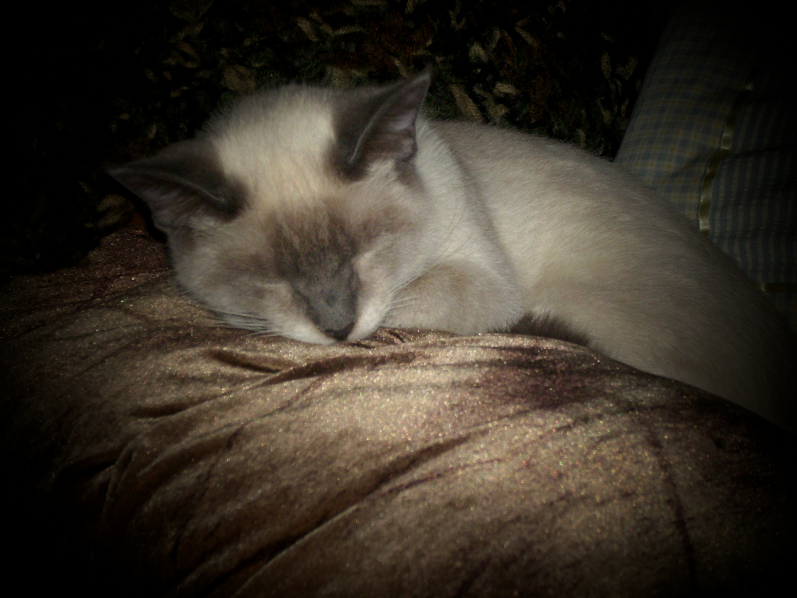 sleeping cat on a pillow