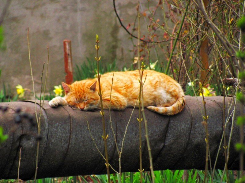 Sleeping cat on a pipe