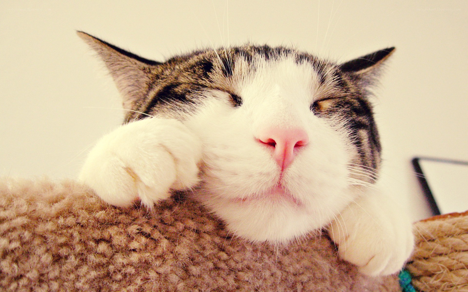 Sleeping cat on a scratching post