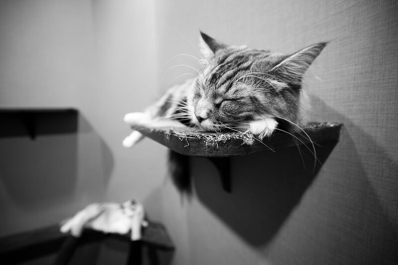 Sleeping cat on a shelf