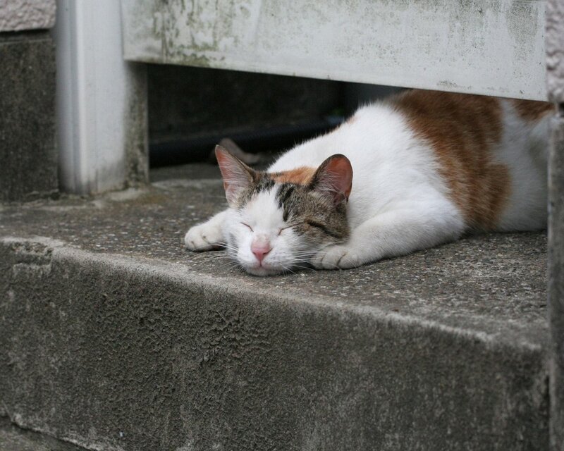 Sleeping cat on a step