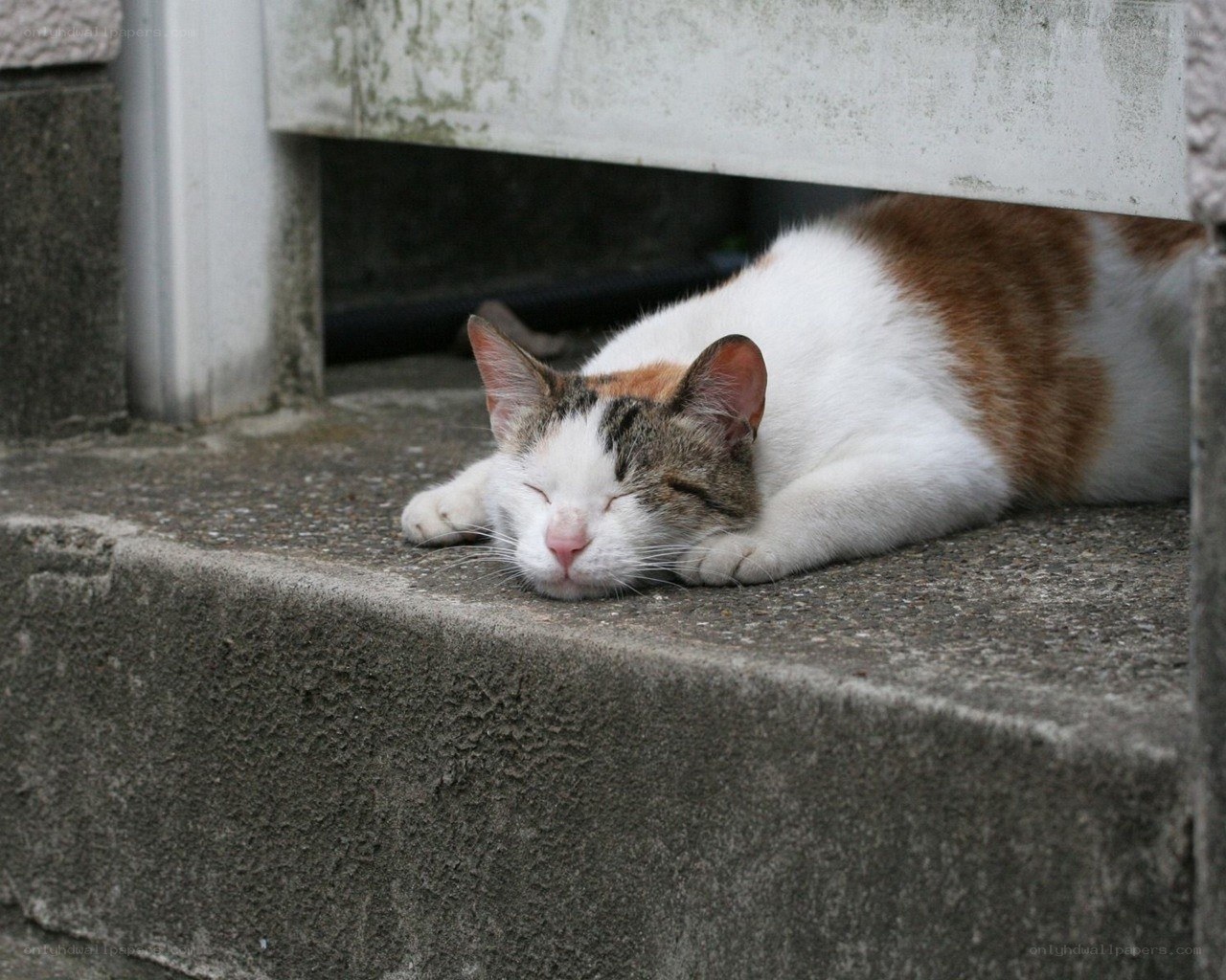 Sleeping cat on a step