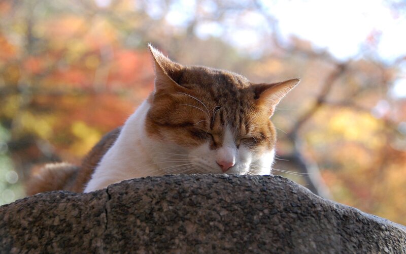 Sleeping cat on a stone