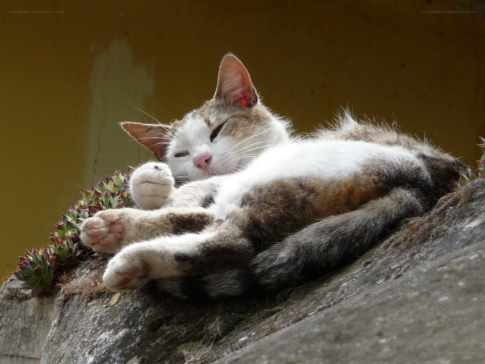 Sleeping cat on a stone wall