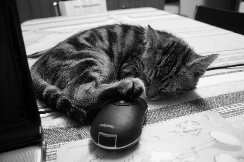 Sleeping cat on a table