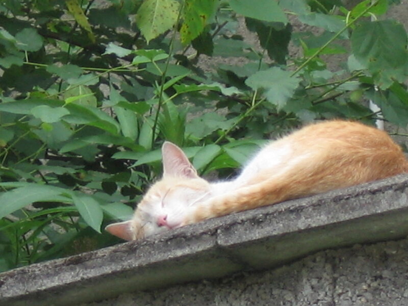 Sleeping cat on a wall
