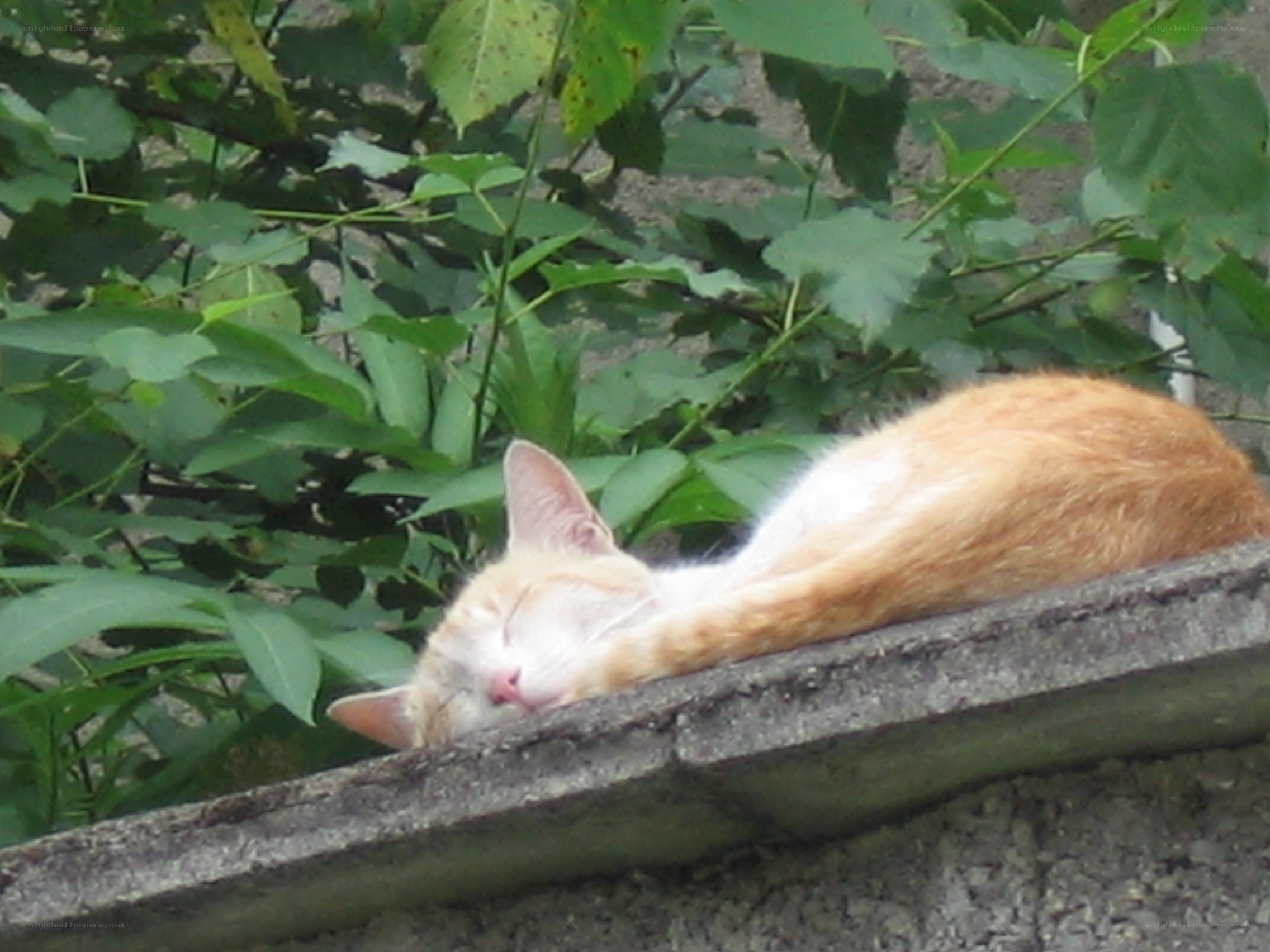 Sleeping cat on a wall
