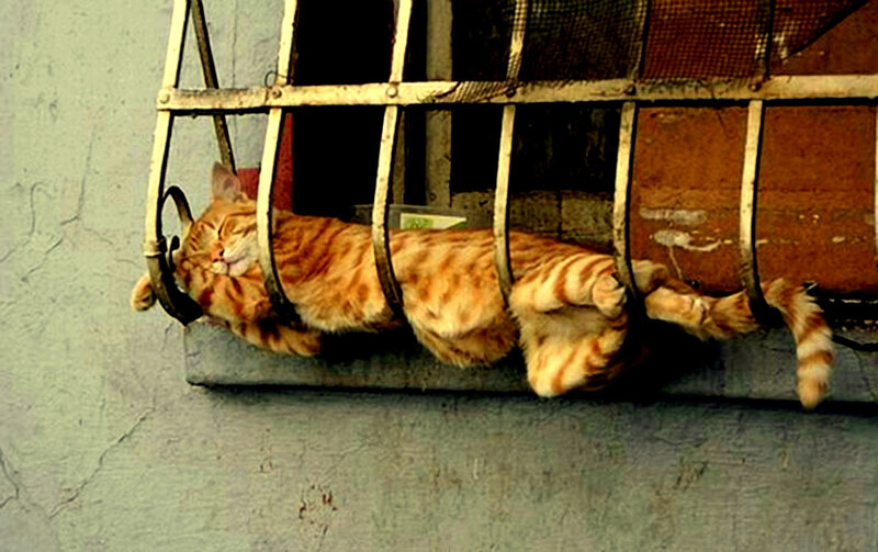 Sleeping cat on a window ledge