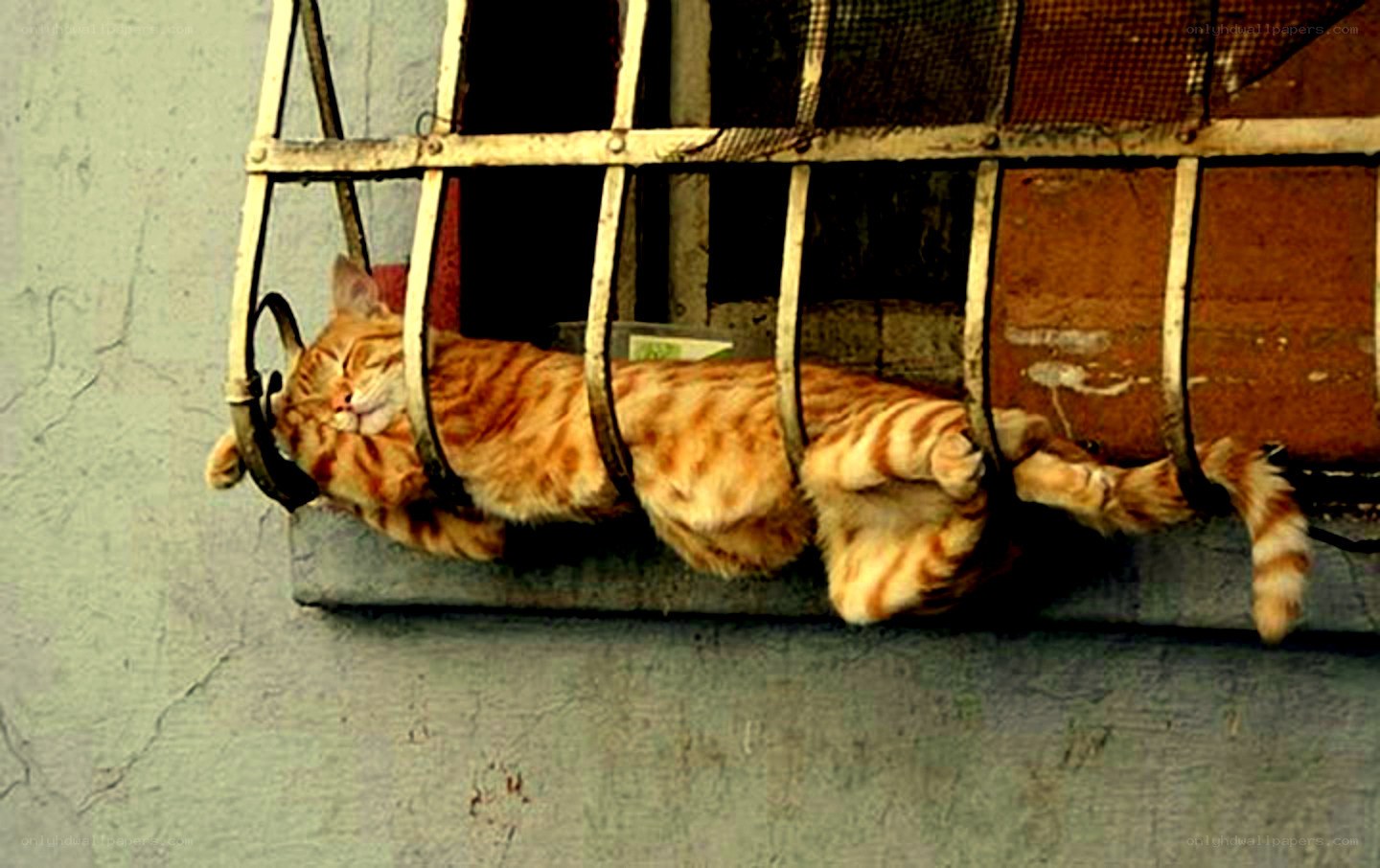 Sleeping cat on a window ledge