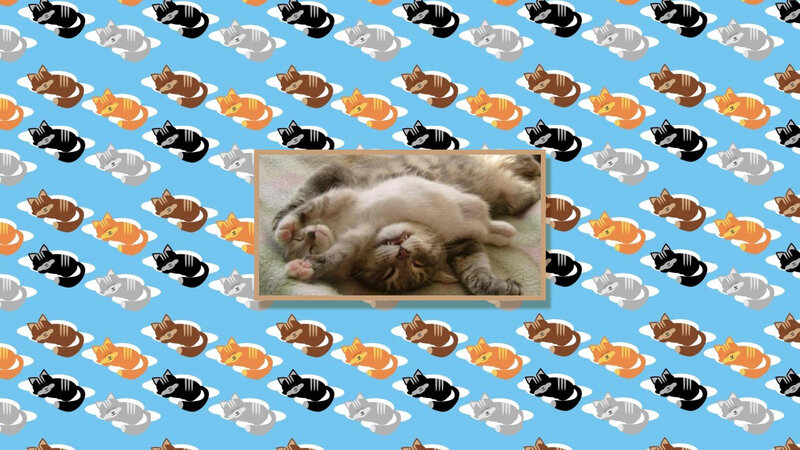 Sleeping Cat on Back
