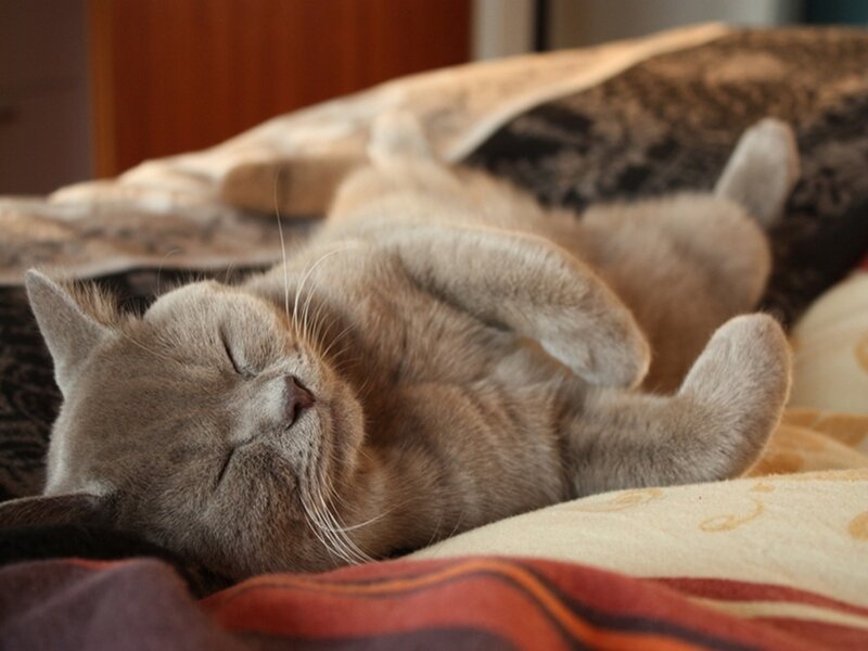 sleeping cat on bed