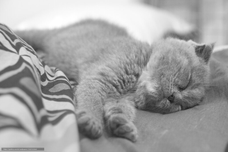 Sleeping cat on bed
