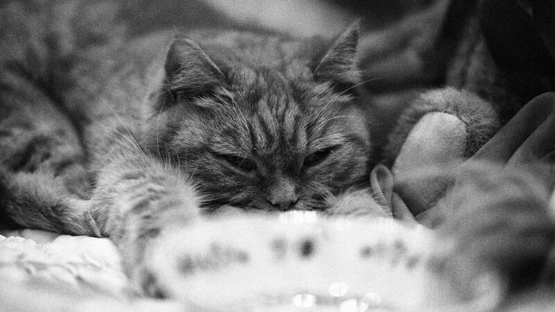 sleeping cat on blanket