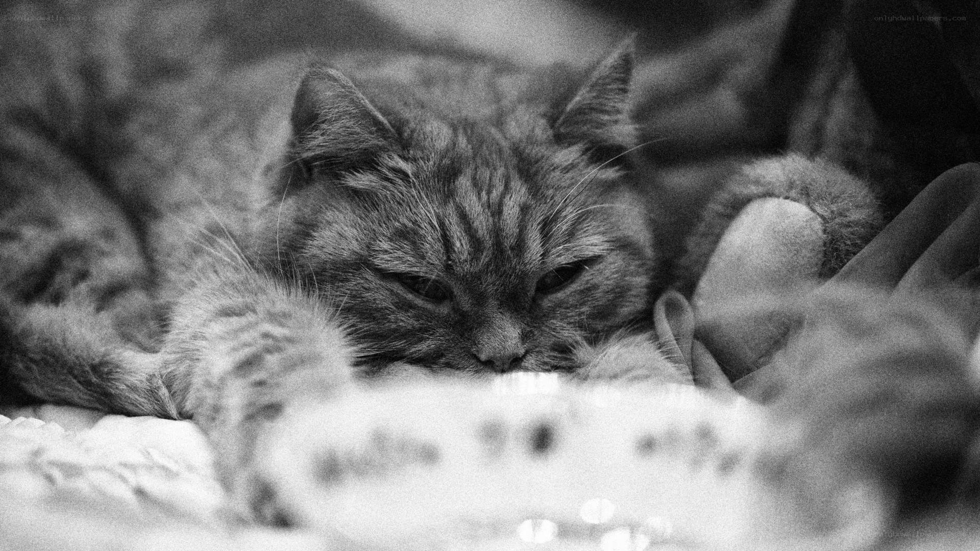 sleeping cat on blanket