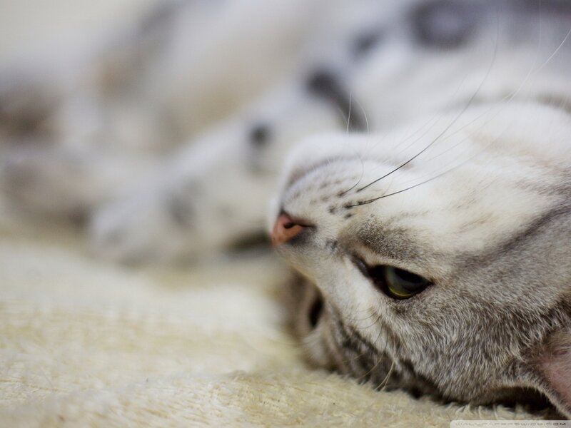 sleeping cat on blanket