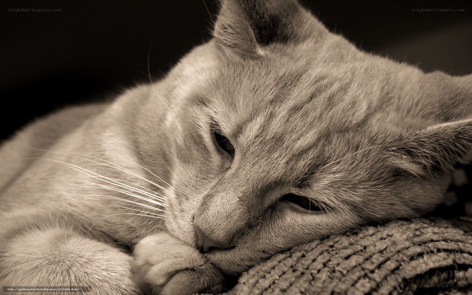 sleeping cat on blanket