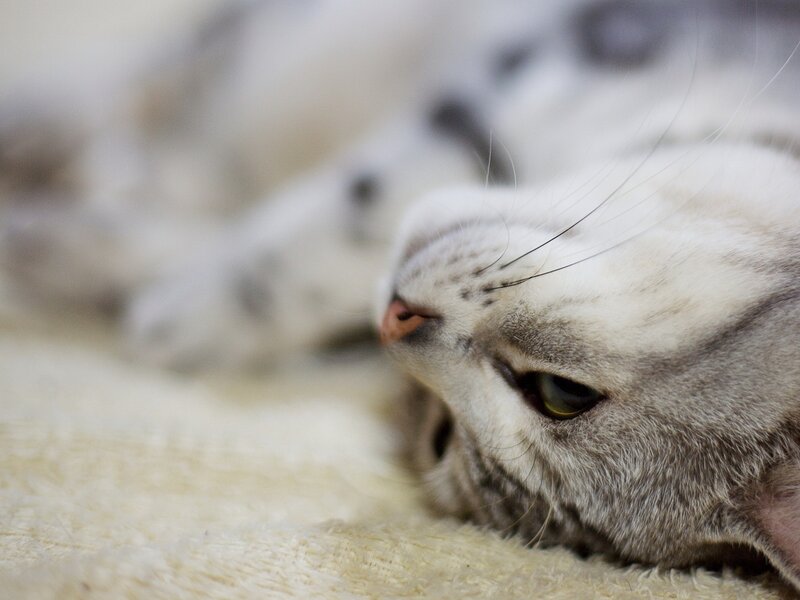 sleeping cat on blanket