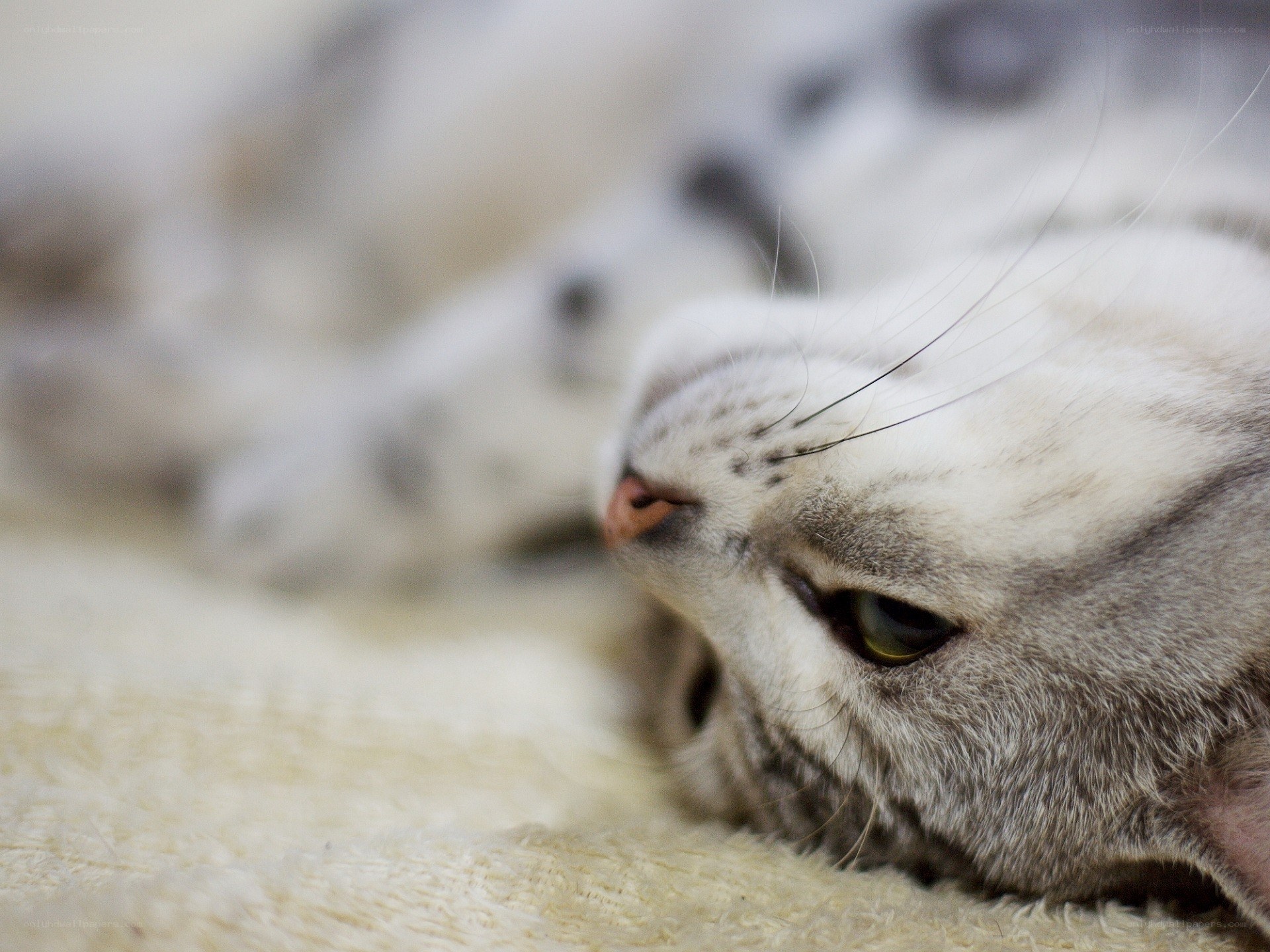 sleeping cat on blanket