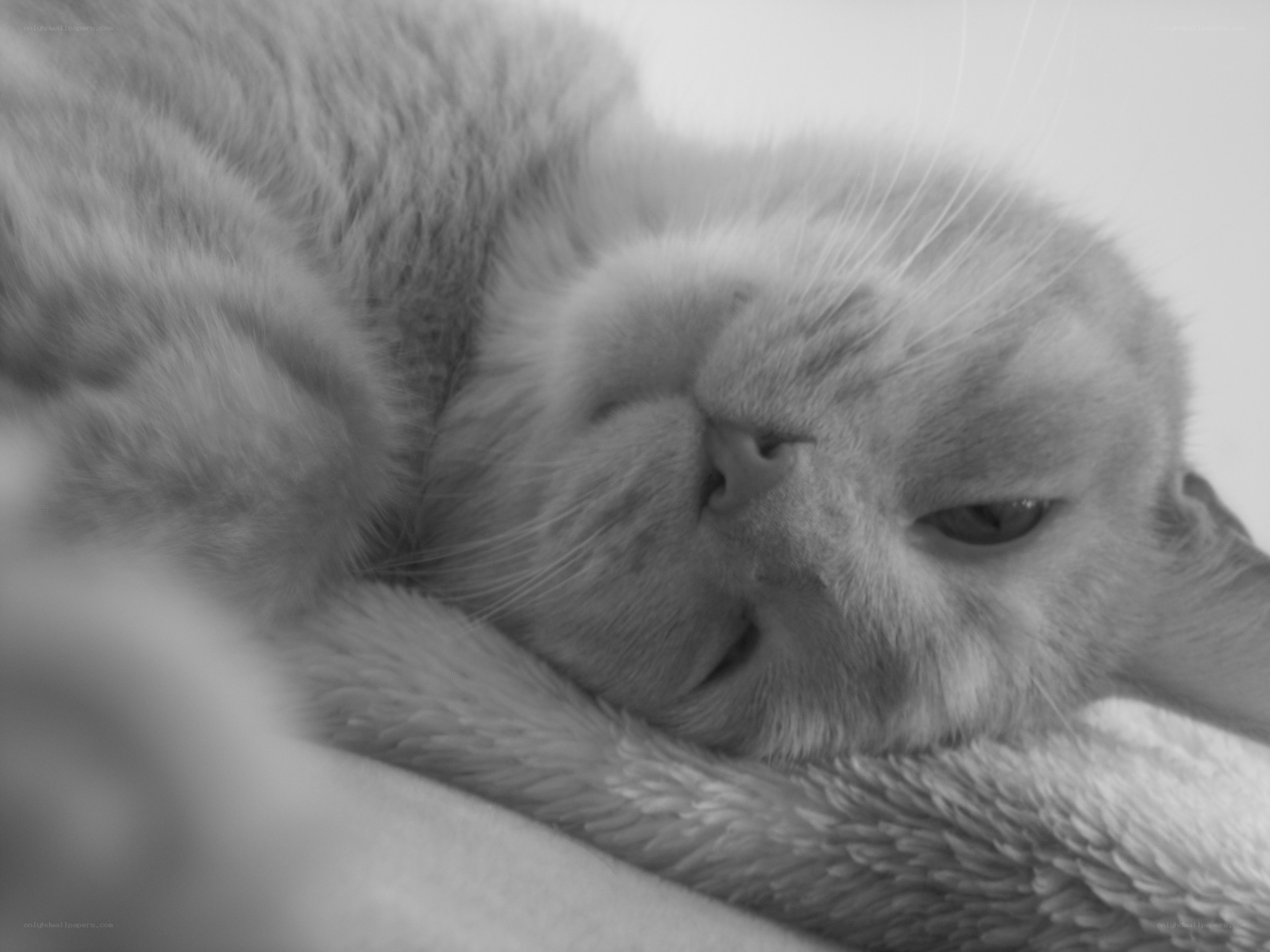 sleeping cat on blanket