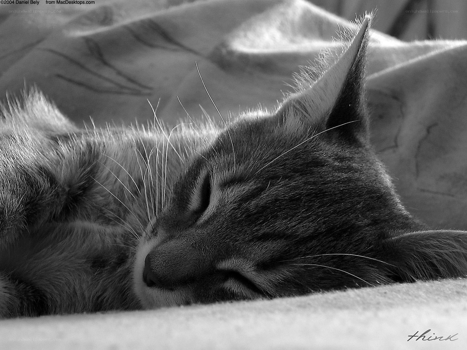 Sleeping cat on blanket