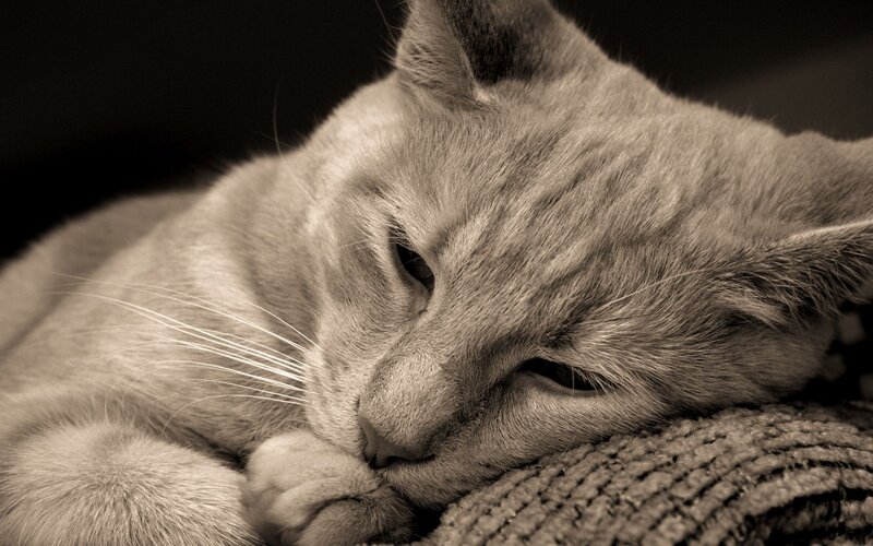 Sleeping Cat on Blanket — Gray, Calm, Photograph