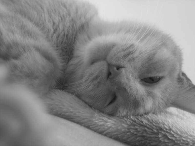 Sleeping Cat on Blanket — Gray