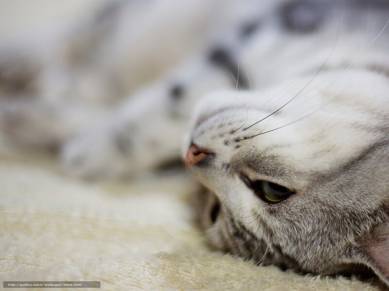sleeping cat on blanket