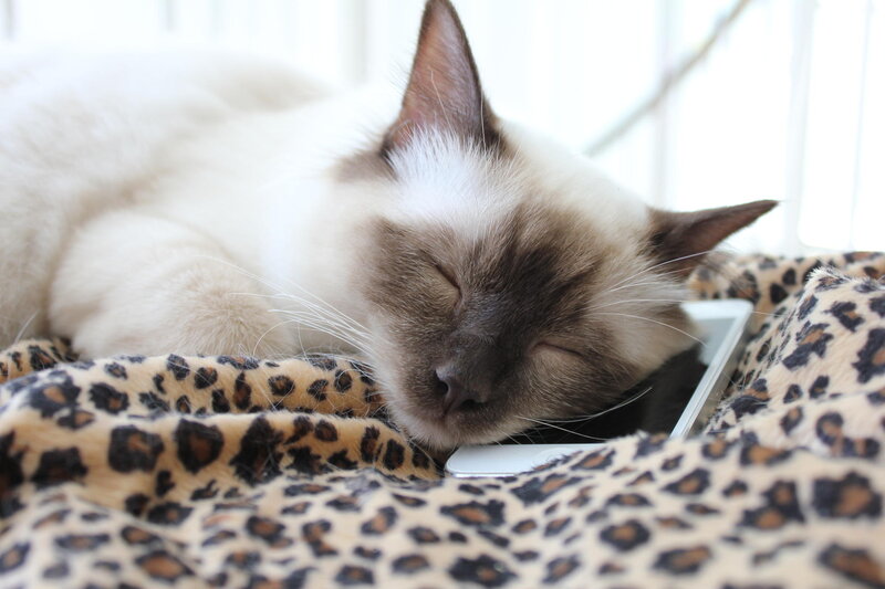 Sleeping Cat on Blanket — White, Peaceful, Morning