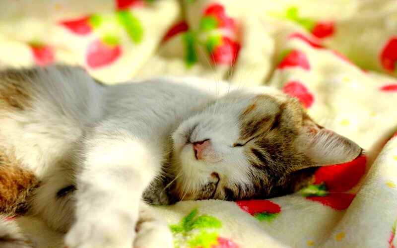 Sleeping Cat on Blanket — White, Peaceful
