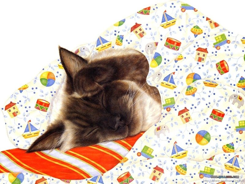 Sleeping Cat on Blanket — White