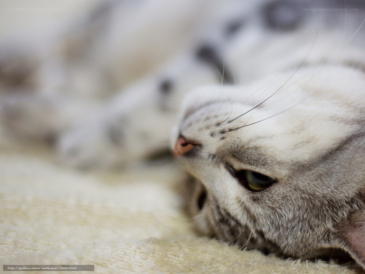 sleeping cat on blanket