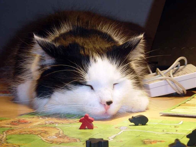 Sleeping Cat on Board Game