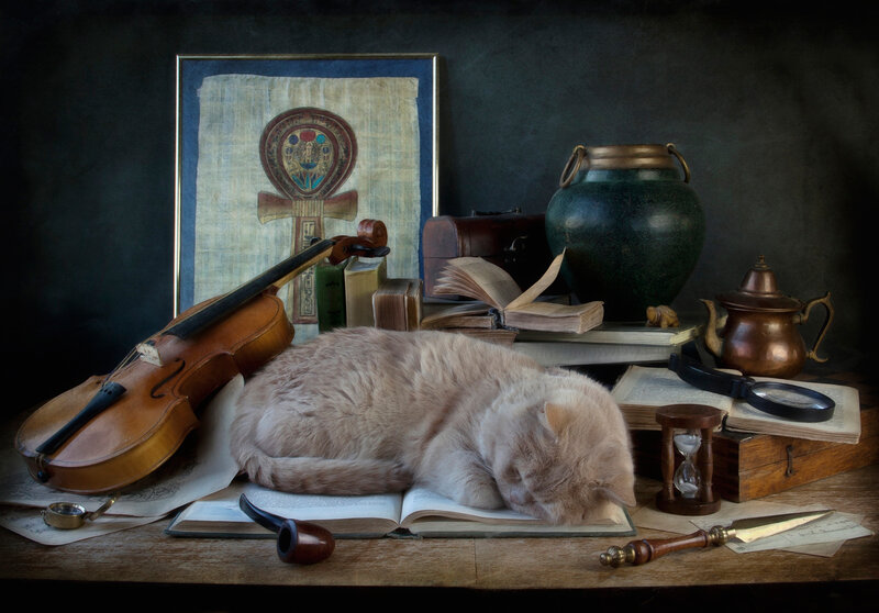 Sleeping Cat on Books
