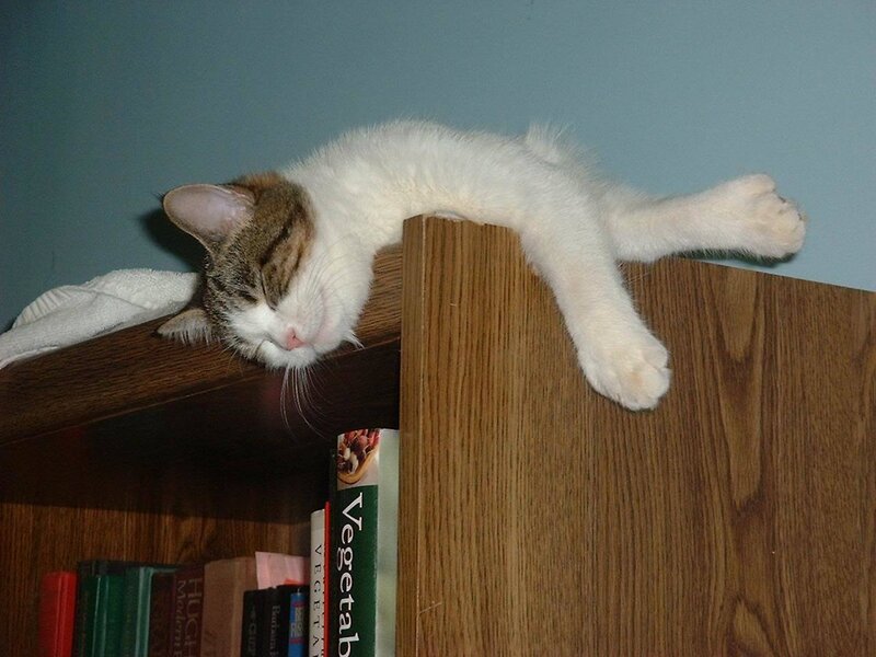 Sleeping Cat on Bookshelf