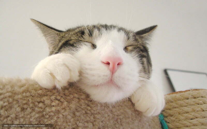 sleeping cat on cat tree