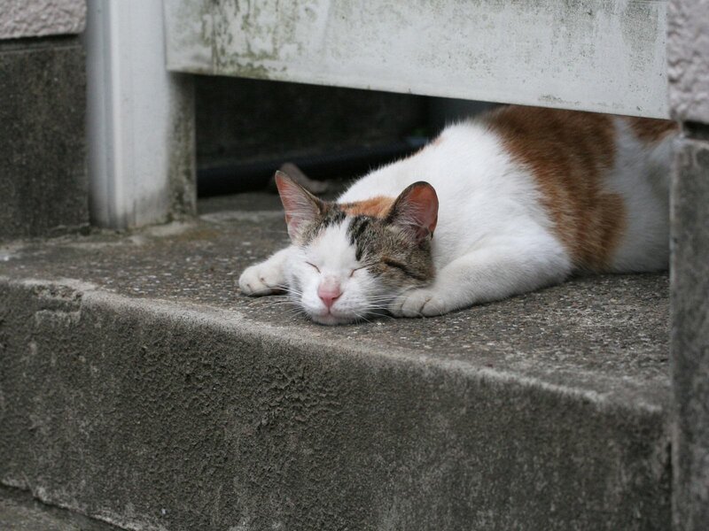 Sleeping cat on concrete step