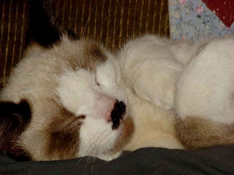 sleeping cat on couch