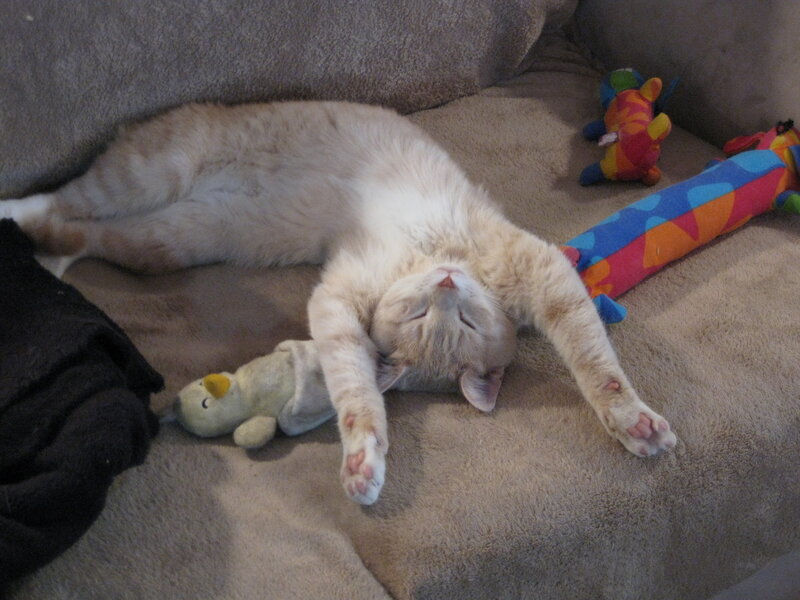 Sleeping Cat on Couch — Beige