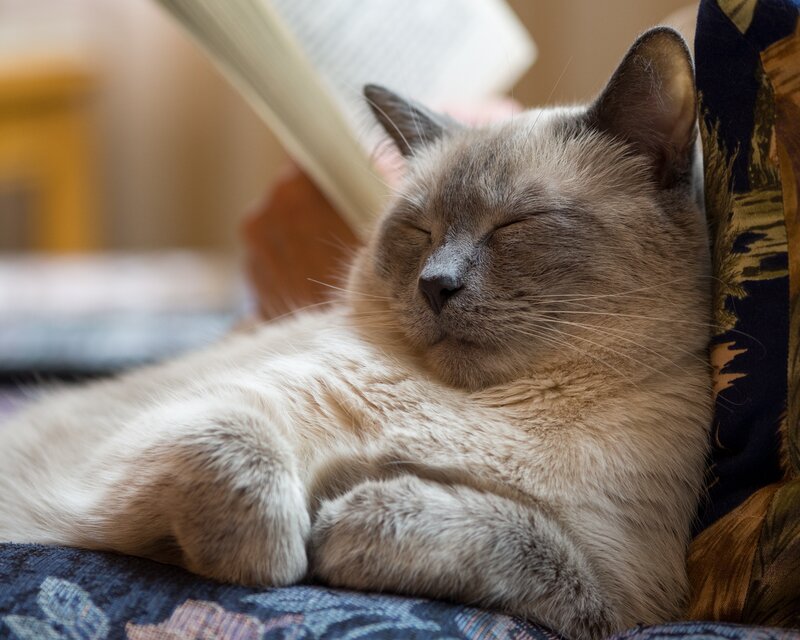 Sleeping Cat on Couch — Brown