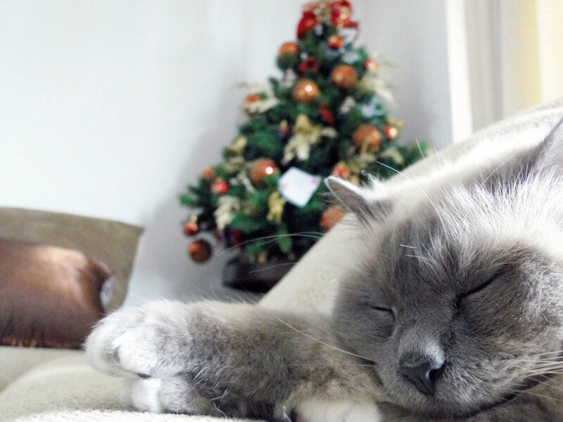 Sleeping Cat on Couch — Gray