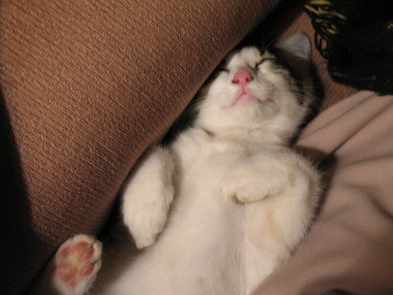 Sleeping Cat on Couch — White