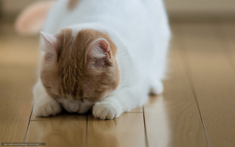 sleeping cat on floor