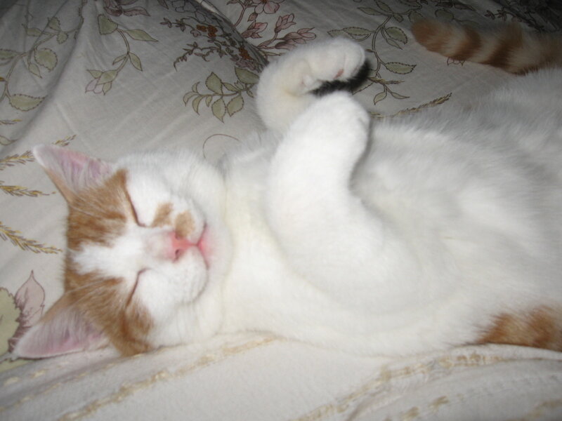 Sleeping cat on floral bedding