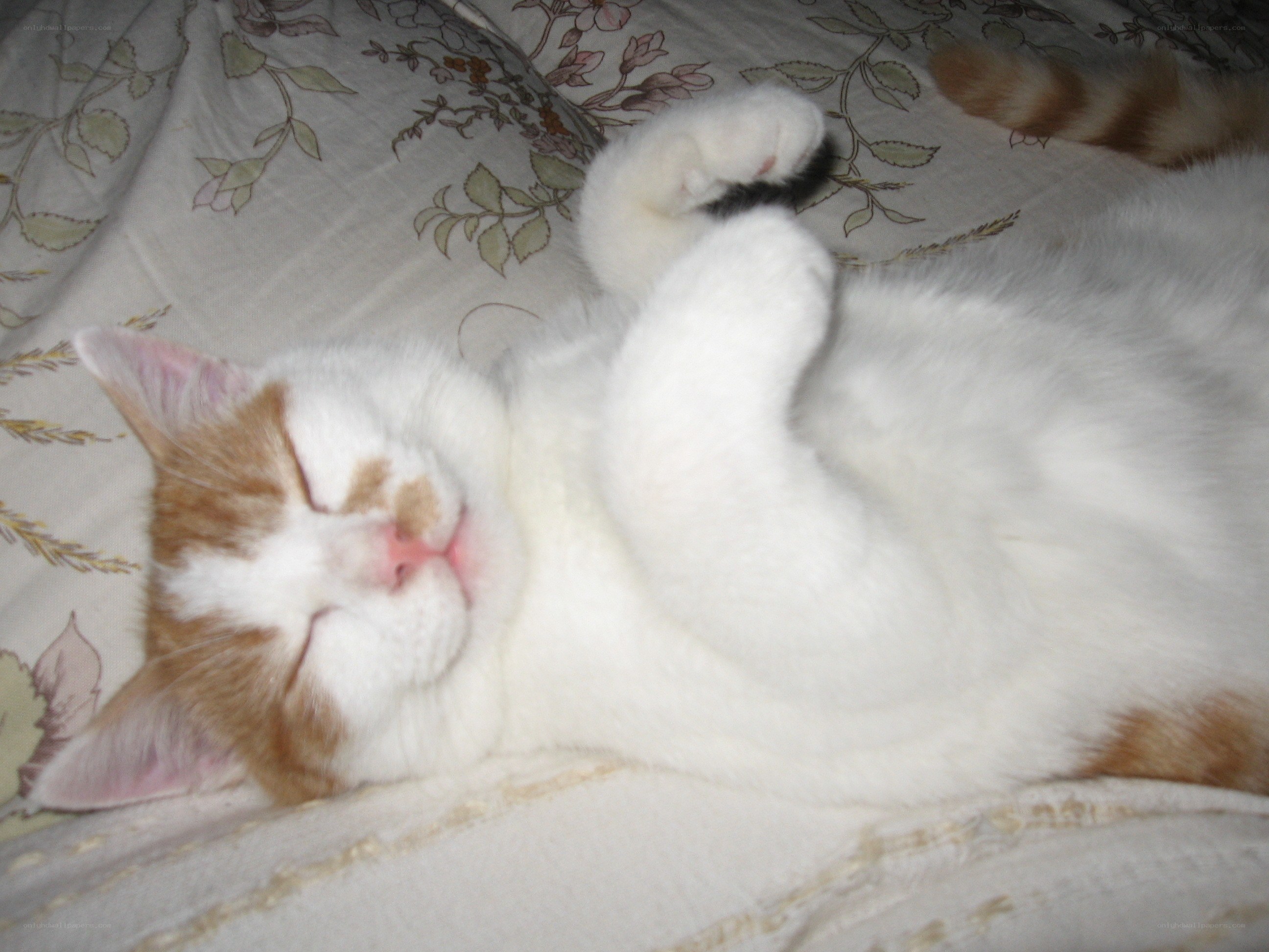 Sleeping cat on floral bedding