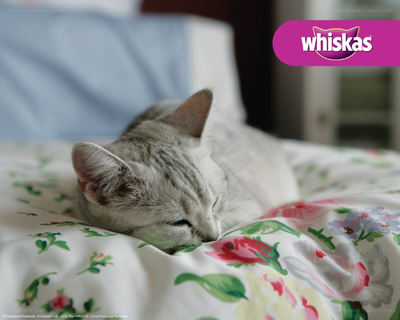 Sleeping cat on floral bedding