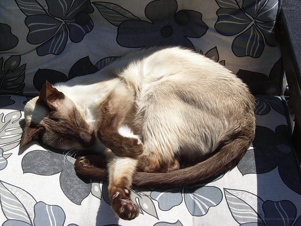Sleeping cat on floral chair